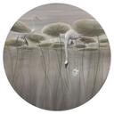 Muursticker lotusbloemen met zwaan in water in grijs - Ms Tiff - Rond