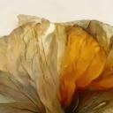 Fotomural Flores de amapola secas con aspecto vintage - Treechild