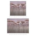 Natuur Fotobehang lotusbloemen met zwaan in het water in donkerroze - Ms Tiff