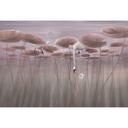 Natuur Fotobehang lotusbloemen met zwaan in het water in donkerroze - Ms Tiff
