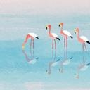 Fotomural Lago de tonos pastel con flamencos - Rivers
