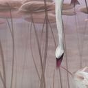 Natuur Fotobehang lotusbloemen met zwaan in het water in donkerroze - Ms Tiff