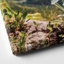 Lienzo edelweiss blanco alpino en la montaña