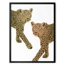 Póster Goed Blauw - Los Leopardos