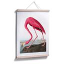 Póster Flamenco rosa