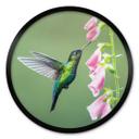 Póster van Duijn - Colibrí en flor rosa mágica - Redondo