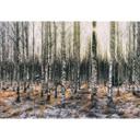 Fotomural - Olsen - Sol en el bosque de abedules