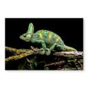 Tableau sur verre Brown - Caméléon