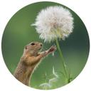 Muursticker Rond Dick van Duijn - Eekhoorn met Paardenbloem