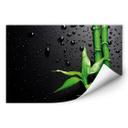 Poster autocollant - W - Bambou sur Fond Noir