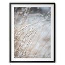 Póster Hierbas delicadas en la nieve - Böhmer