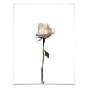 Plakat - Den hvide rose
