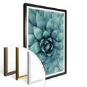 Póster Agave 02