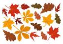 Conjunto de hojas de ventana otoño 02