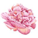Muursticker Roze Pioenroos