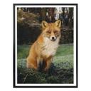 Póster fox 01