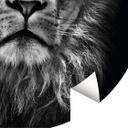 Fototapet - Rundt Lion  - vliesetapet/selvklæbende non-woven tapet