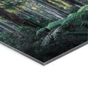 Acrylglas Eucalyptusbos in de Yarra Ranges - Colombo