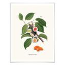 Póster Suelto - Planta de sushi