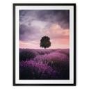 Póster Campos de lavanda púrpura al atardecer - Cevik