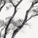 Fototapete Minimalistischer Baum in ruhiger Landschaft - Flour