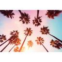 Tropisk fototapet California Dreaming med udsigt til palmer - Hugonnard