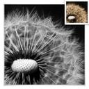 Poster - Dandelion