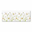 Stænkplade - Disher - Ox eye Daisies - Panorama