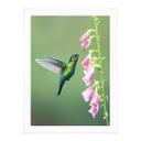 Póster van Duijn - La magia del colibrí en flor rosa