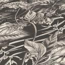 tapet med junglemotiv sort og hvid - non-woven tapet med planter og blomster