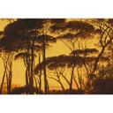 Architects Paper Papier peint photo Atelier 47 Treetops bois