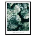Plakat - Calathea Orbifolia