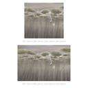 Natuur Fotobehang lotusbloemen met zwaan in het water in grijs - Ms Tiff