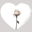 Muursticker White Rose in Heart