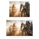 Fotomural rayos de luz en el bosque | papel pintado bosque para el dormitorio - Eisenmann