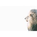 Livingwalls papier peint photo ARTist Lion in Snow