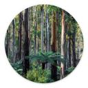 Billede af eukalyptusskov i Yarra Ranges - Colombo - rund – print på aluminium (Alu-Dibond)