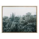Póster - Cactus