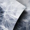Vinilo adhesivo muebles, vinilo decorativo - lavable - Dandelion 02