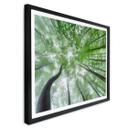 Poster Pavlasek - Cime des arbres verts