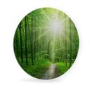 Wandcirkel Alu-Dibond - Sunny Forest
