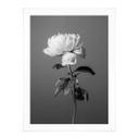 Póster 1X Studio - Peonía en blanco y negro