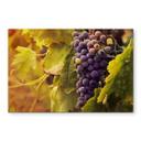 Vindruer i toscana - stænkplade