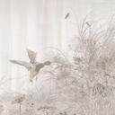 Bos Fotobehang - bos bij het meer in beige mist - Ms Tiff