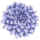 Sticker mural Dahlia violet