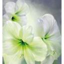 Papier peint photo Schmucker - Amaryllis blanche