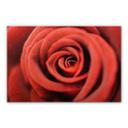 Red Rose – Alu-dibond Koper