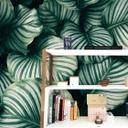 Fototapet Calathea Orbifolia - 144x260 cm