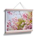 Poster - Cherry Blossoms