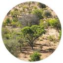 Afrikaans savanne landschap Fotobehang - Hugonnard - Rond - vliesbehang/zelfklevend vliesbehang
